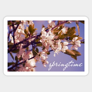 Blossoming Cherry Sticker